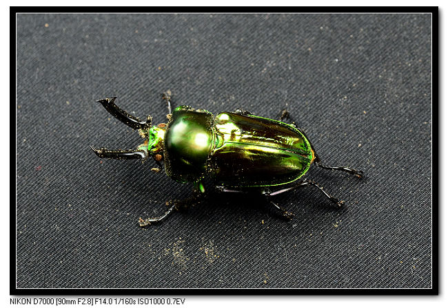 «ö¦¹¦b·sµøµ¡ÂsÄý¹Ï¤ù