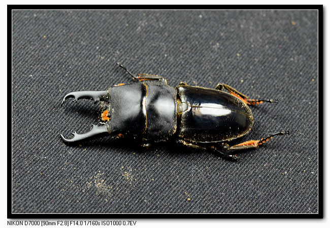 «ö¦¹¦b·sµøµ¡ÂsÄý¹Ï¤ù