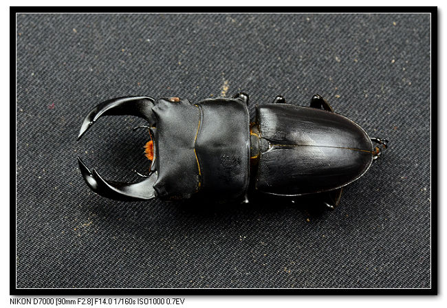 «ö¦¹¦b·sµøµ¡ÂsÄý¹Ï¤ù