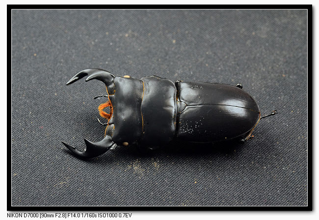 «ö¦¹¦b·sµøµ¡ÂsÄý¹Ï¤ù