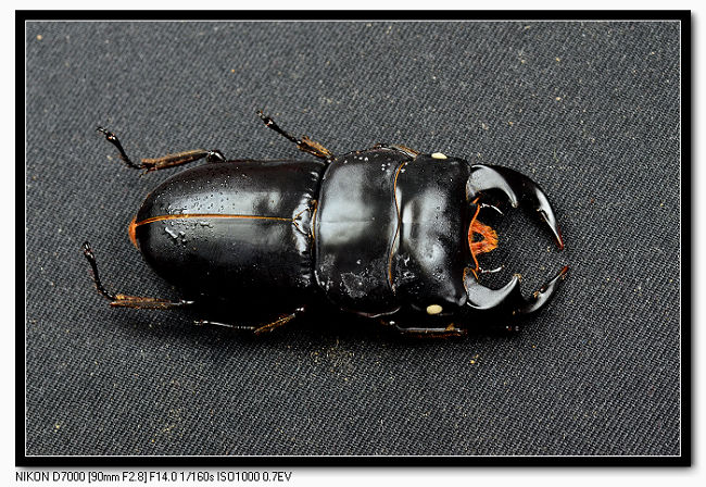 «ö¦¹¦b·sµøµ¡ÂsÄý¹Ï¤ù