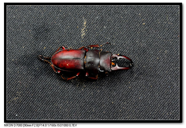 «ö¦¹¦b·sµøµ¡ÂsÄý¹Ï¤ù