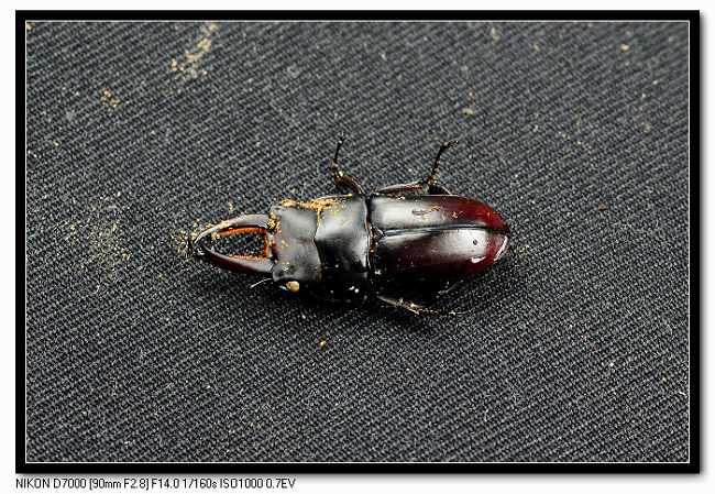 «ö¦¹¦b·sµøµ¡ÂsÄý¹Ï¤ù