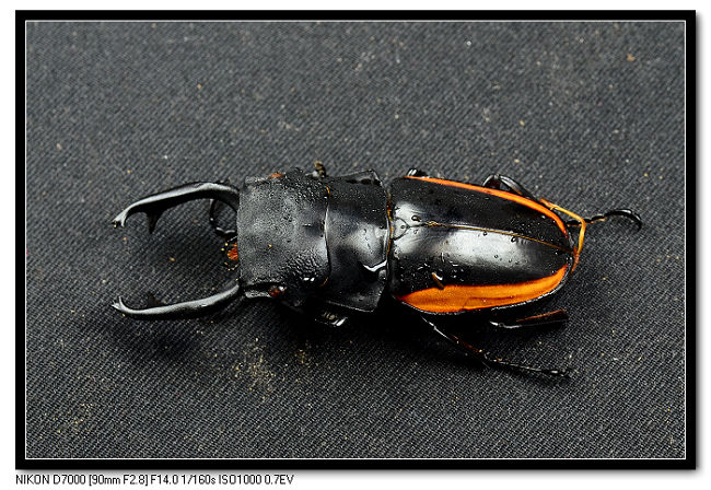 «ö¦¹¦b·sµøµ¡ÂsÄý¹Ï¤ù