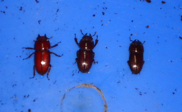 «ö¦¹¦b·sµøµ¡ÂsÄý¹Ï¤ù