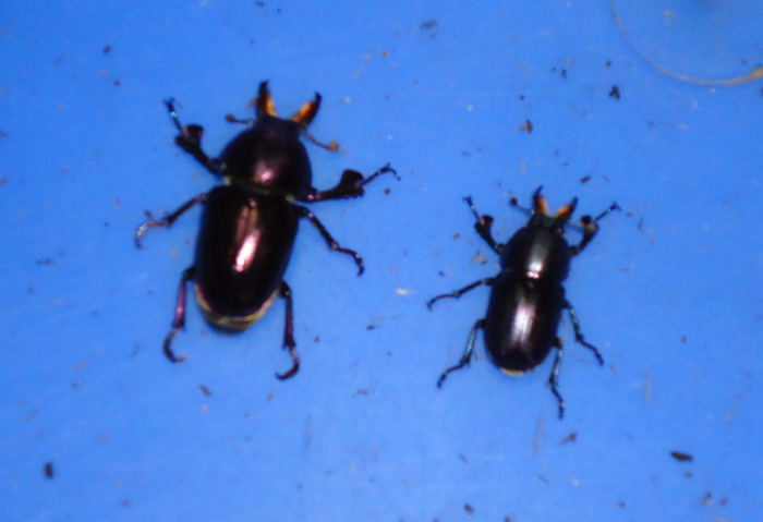 «ö¦¹¦b·sµøµ¡ÂsÄý¹Ï¤ù