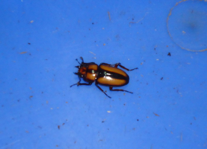 «ö¦¹¦b·sµøµ¡ÂsÄý¹Ï¤ù