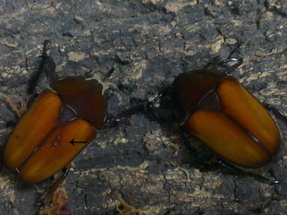 «ö¦¹¦b·sµøµ¡ÂsÄý¹Ï¤ù