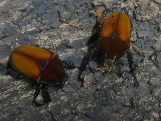 «ö¦¹¦b·sµøµ¡ÂsÄý¹Ï¤ù