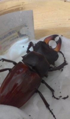 «ö¦¹¦b·sµøµ¡ÂsÄý¹Ï¤ù