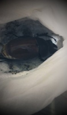 «ö¦¹¦b·sµøµ¡ÂsÄý¹Ï¤ù