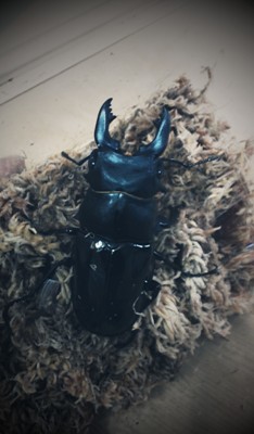 «ö¦¹¦b·sµøµ¡ÂsÄý¹Ï¤ù