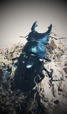 «ö¦¹¦b·sµøµ¡ÂsÄý¹Ï¤ù