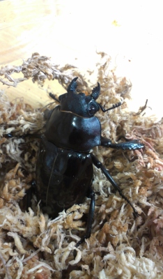 «ö¦¹¦b·sµøµ¡ÂsÄý¹Ï¤ù