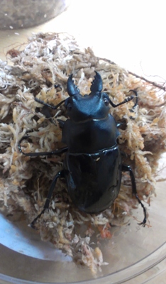 «ö¦¹¦b·sµøµ¡ÂsÄý¹Ï¤ù