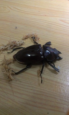 «ö¦¹¦b·sµøµ¡ÂsÄý¹Ï¤ù