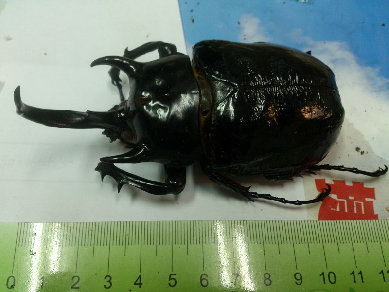 «ö¦¹¦b·sµøµ¡ÂsÄý¹Ï¤ù