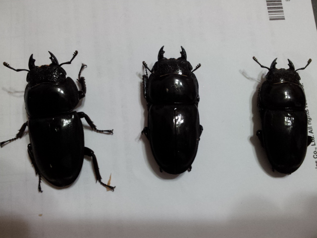 «ö¦¹¦b·sµøµ¡ÂsÄý¹Ï¤ù