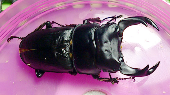 «ö¦¹¦b·sµøµ¡ÂsÄý¹Ï¤ù