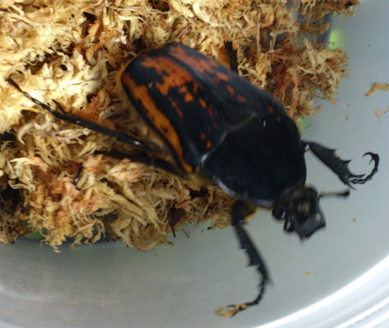 «ö¦¹¦b·sµøµ¡ÂsÄý¹Ï¤ù