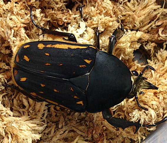 «ö¦¹¦b·sµøµ¡ÂsÄý¹Ï¤ù