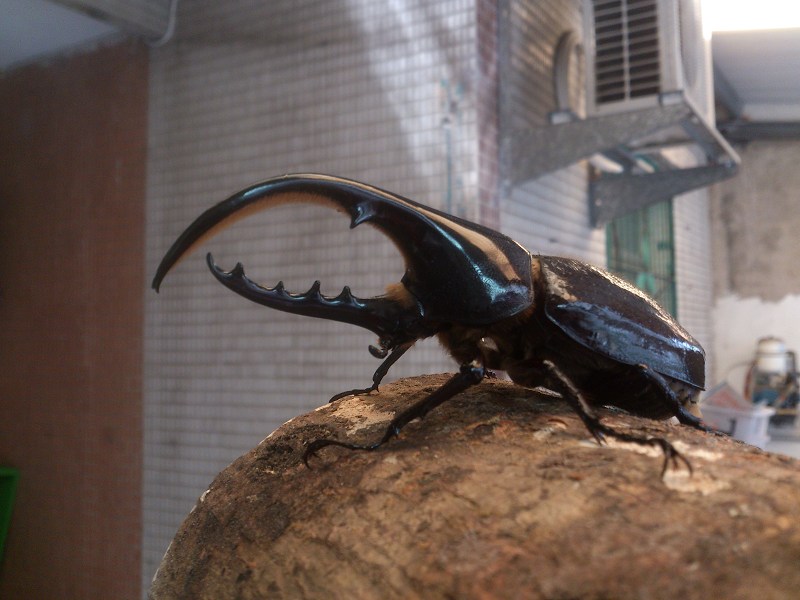 按此在新視窗瀏覽圖片