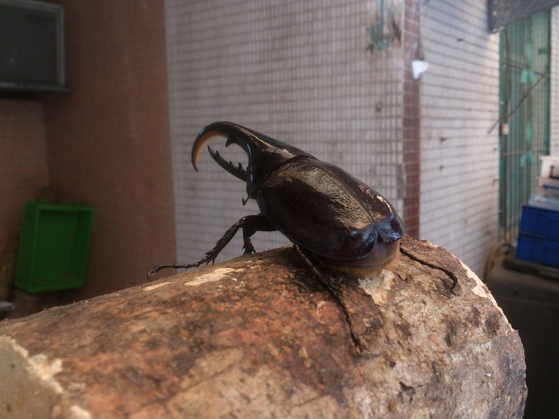 按此在新視窗瀏覽圖片