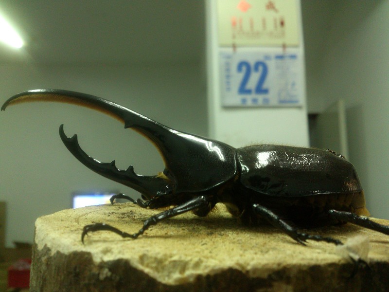 按此在新視窗瀏覽圖片