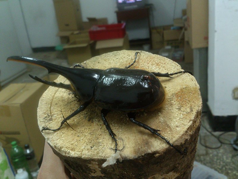 按此在新視窗瀏覽圖片