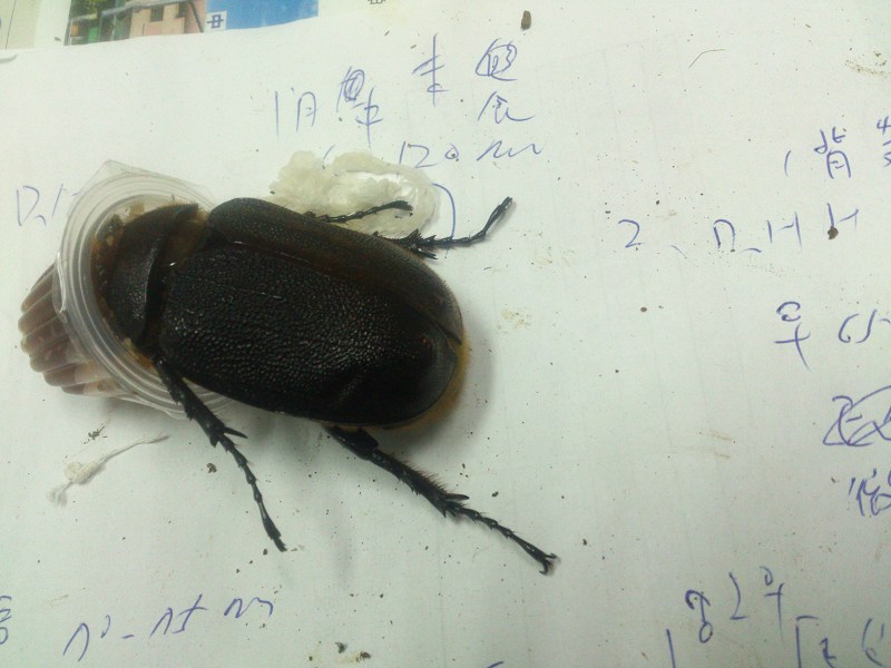 按此在新視窗瀏覽圖片