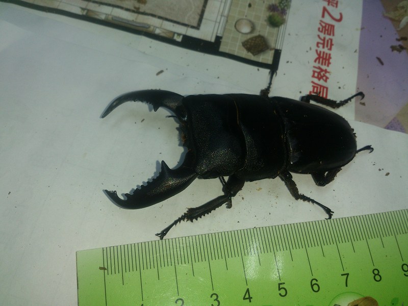 按此在新視窗瀏覽圖片