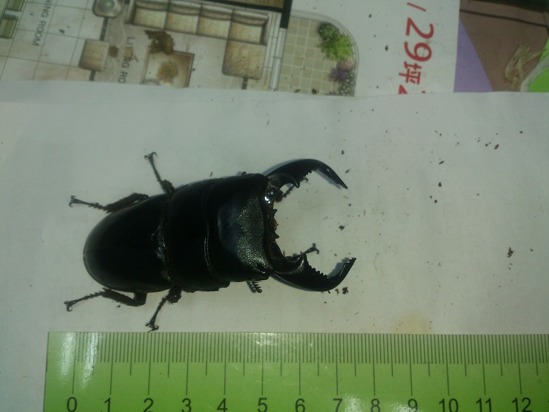 按此在新視窗瀏覽圖片