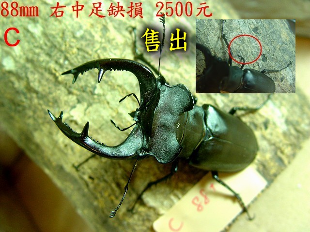 按此在新視窗瀏覽圖片