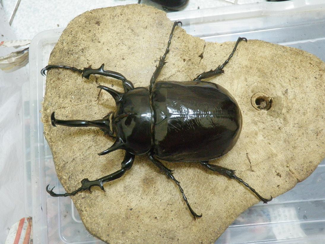 按此在新視窗瀏覽圖片