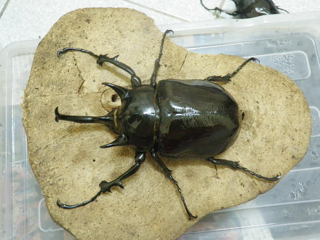 按此在新視窗瀏覽圖片