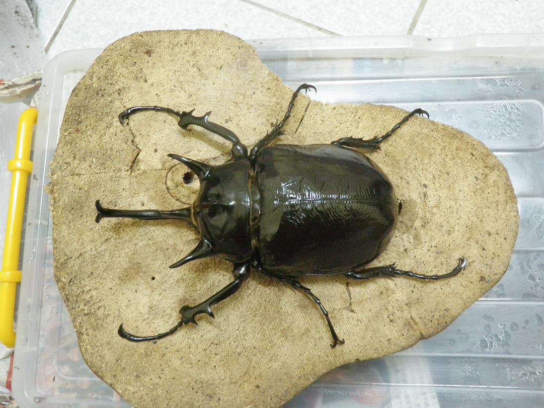 按此在新視窗瀏覽圖片