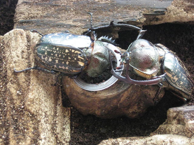 按此在新視窗瀏覽圖片