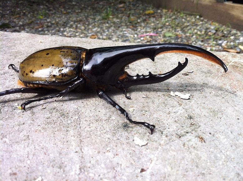 按此在新視窗瀏覽圖片