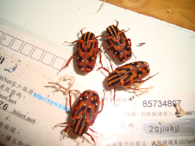 按此在新視窗瀏覽圖片