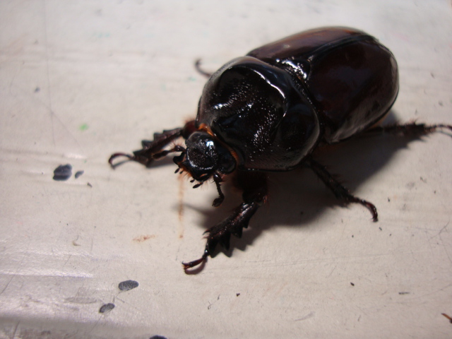 按此在新視窗瀏覽圖片