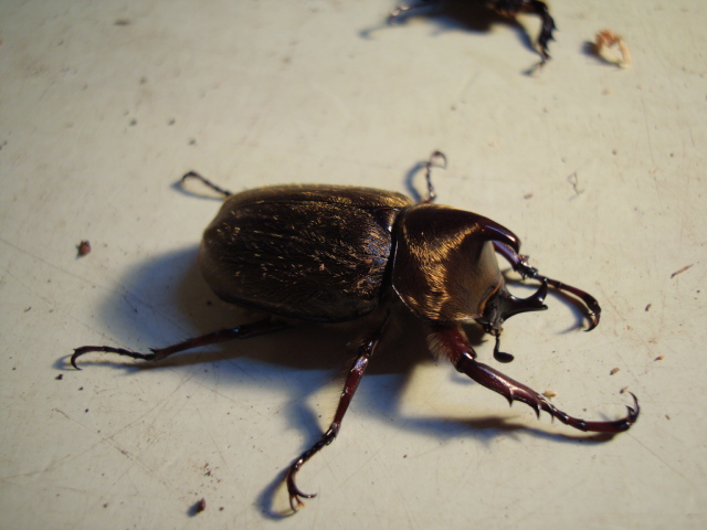 按此在新視窗瀏覽圖片