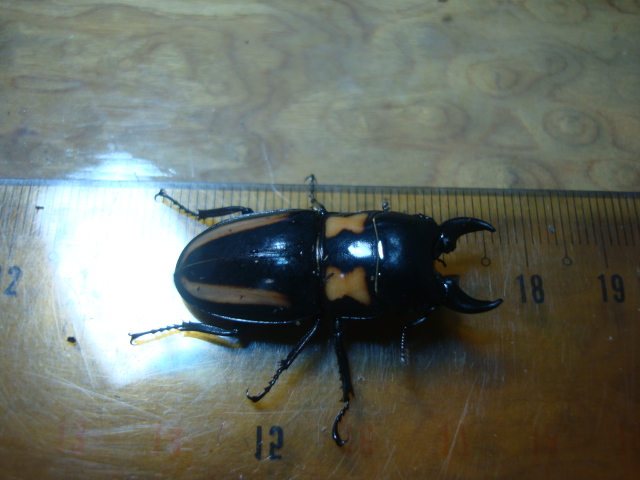 按此在新視窗瀏覽圖片