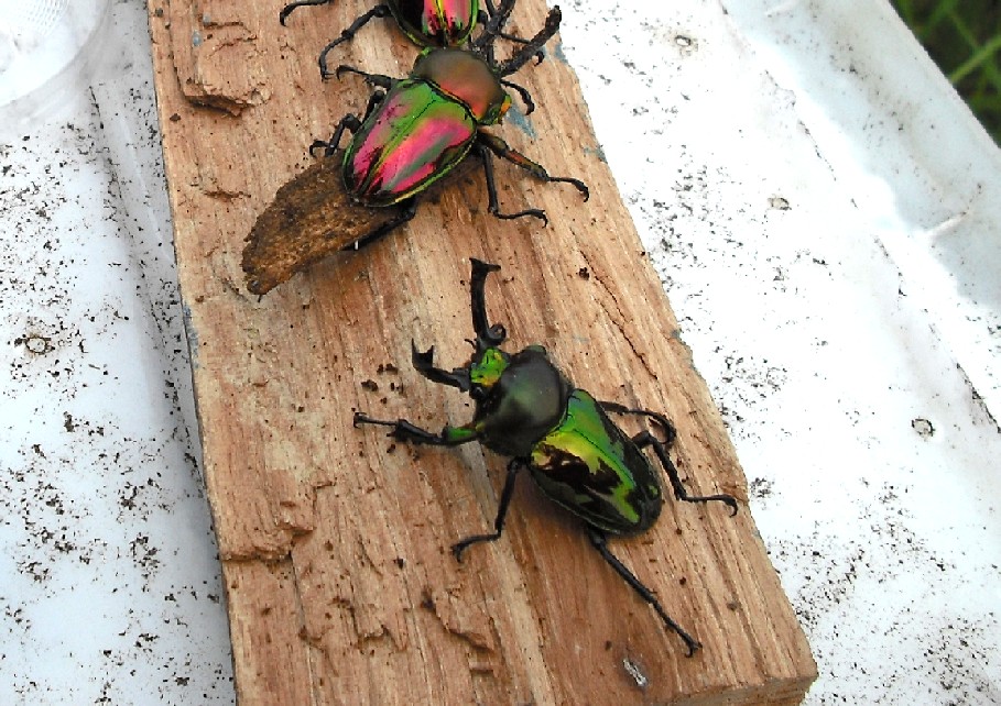 按此在新視窗瀏覽圖片