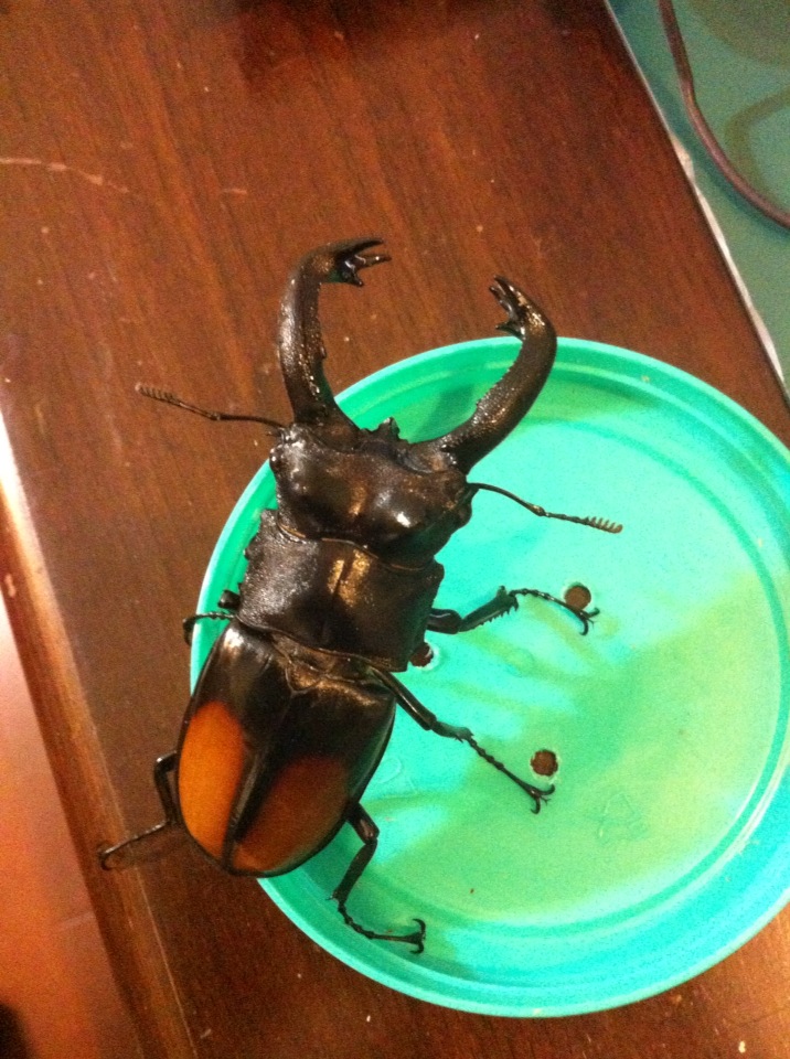 按此在新視窗瀏覽圖片