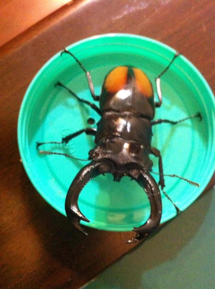 按此在新視窗瀏覽圖片