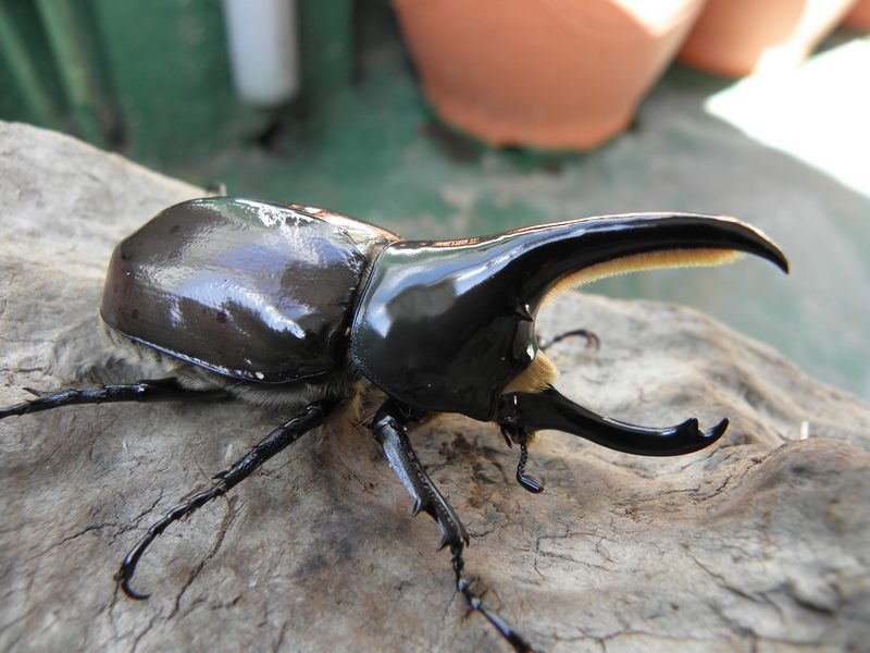 按此在新視窗瀏覽圖片