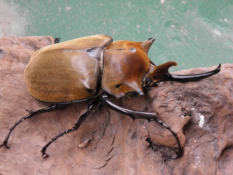 按此在新視窗瀏覽圖片