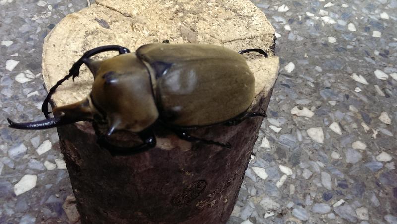 按此在新視窗瀏覽圖片