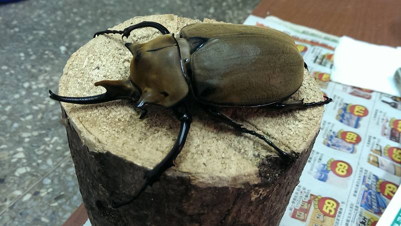 按此在新視窗瀏覽圖片