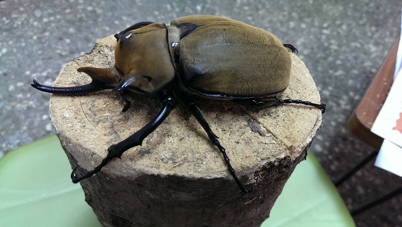 按此在新視窗瀏覽圖片